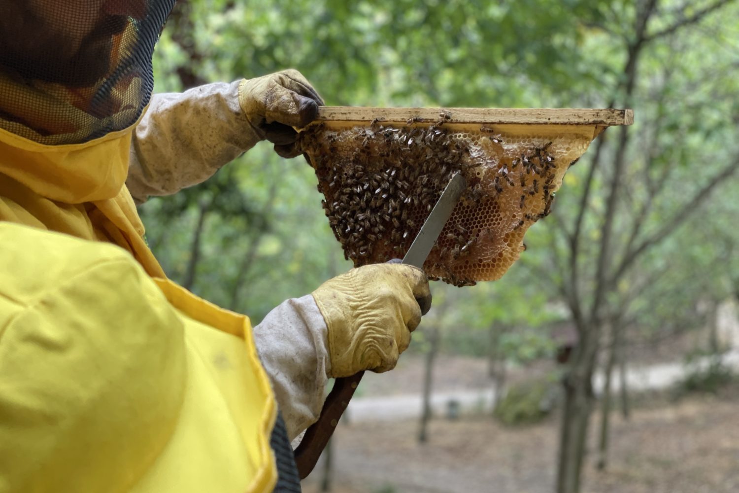 honey taste soriano