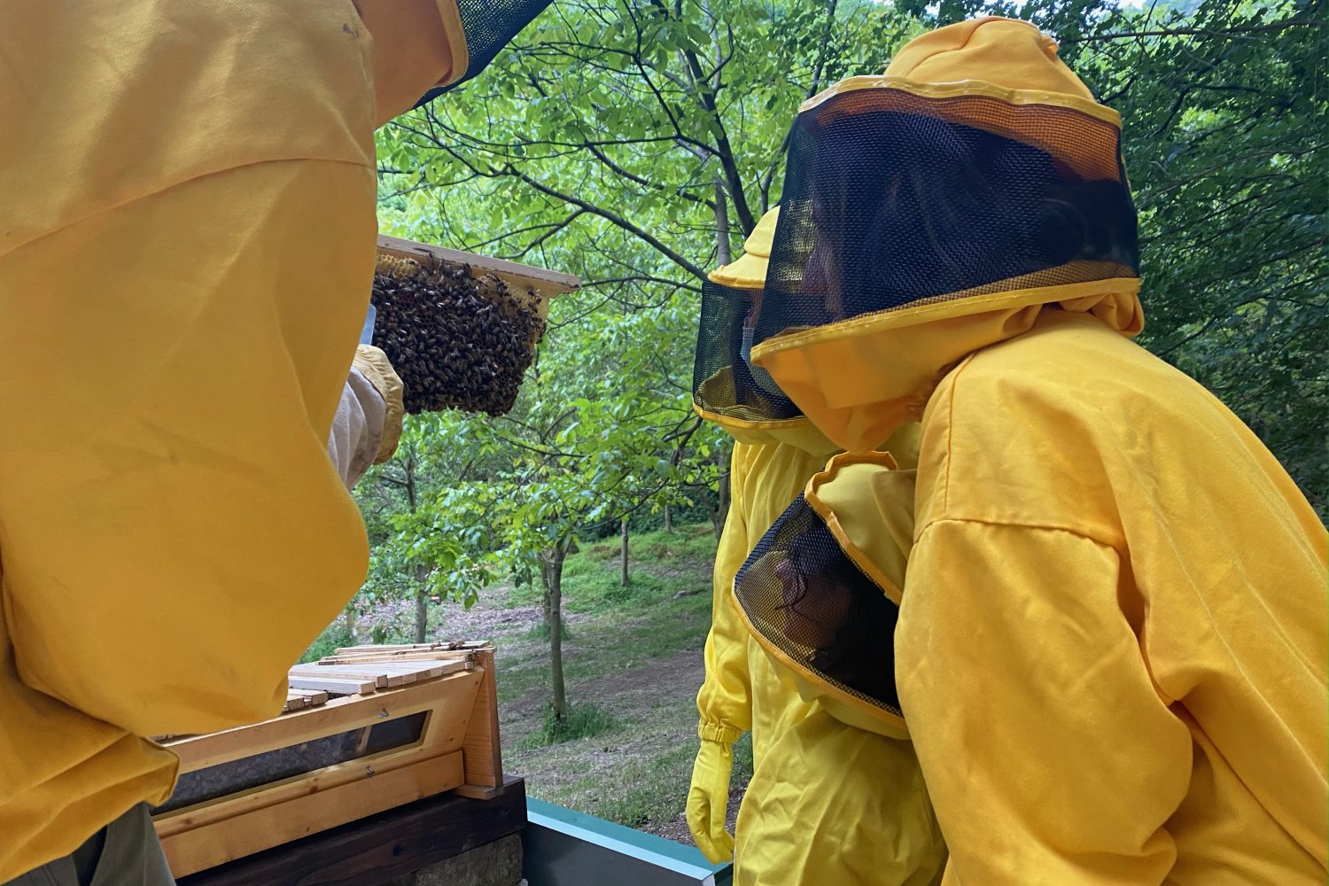 honey experience soriano